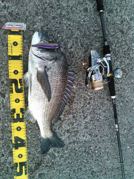 人生初チヌトップ